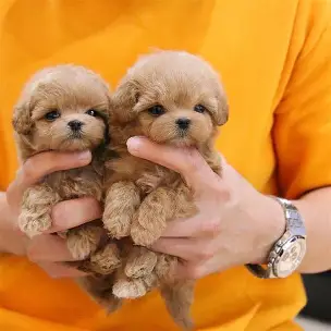 Two tiny light brown teacup puppies being gently held in both hands, highlighting their fluffy fur and delicate size
