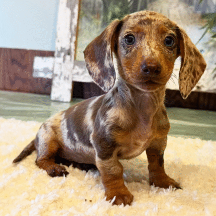 Dachshund for sale