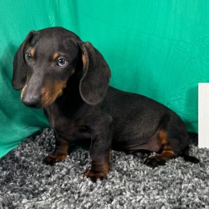 mini dachshund for sale