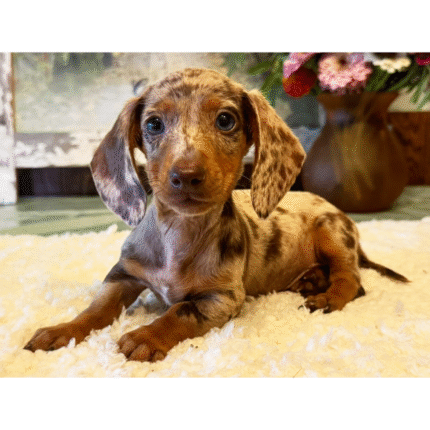 miniature long haired dachshund puppies for sale